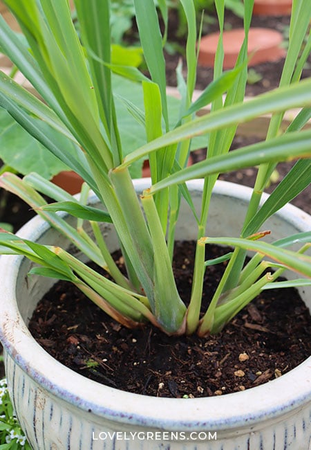 A young but very strong lemongrass plant growing inside a 12" diameter ceramic pot. There are about five stems now and additional leaves growing from each.