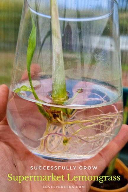 How to grow lemongrass purchased as shoots in the produce section of your supermarket. It's easy to get them to sprout but keeping them alive afterward is the tricky part #gardening #growfood #selfsufficient