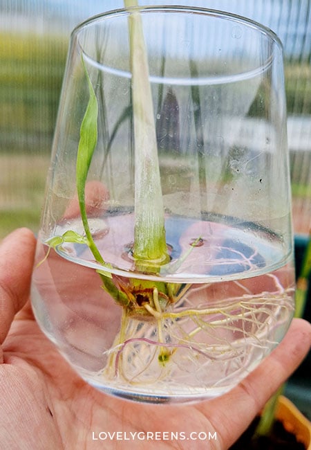 One lemongrass stem with good roots and a green leaf that looks like a blade of grass.