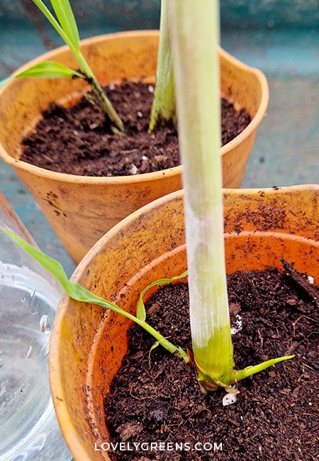 Close-up of two small pots filled with potting mix. Each contains a rooted lemongrass stem with small leaves growing from the base.