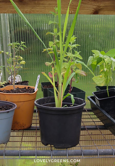 A young but strong lemongrass plant growing in a plastic pot set on a rack inside a polytunnel. It's surrounded by other plants.