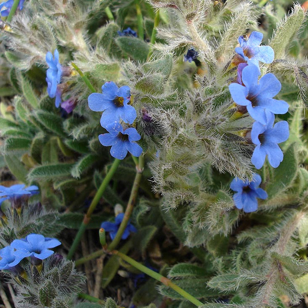 Close-up of alkanna tinctoria's blue flowers and hairy leaves
