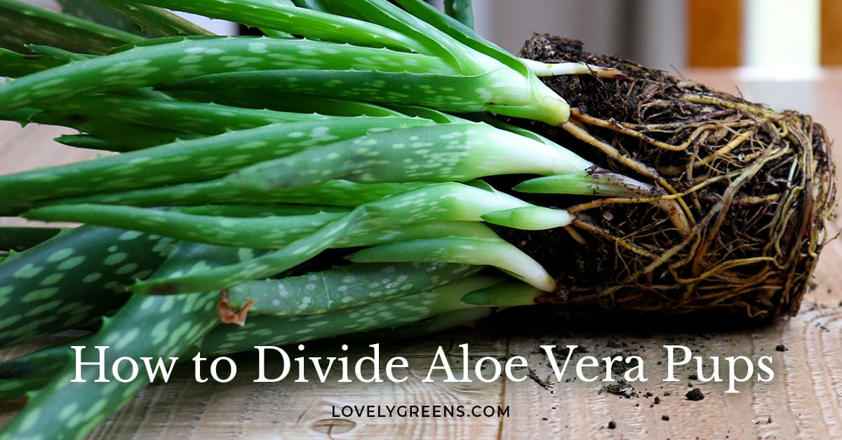 How to Divide and Repot Aloe Vera Pups