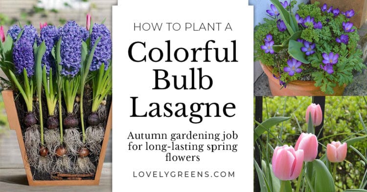 Spring Bulb Layering Easy Tips for Layering Bulbs to Make a Bulb Lasagne • Lovely Greens