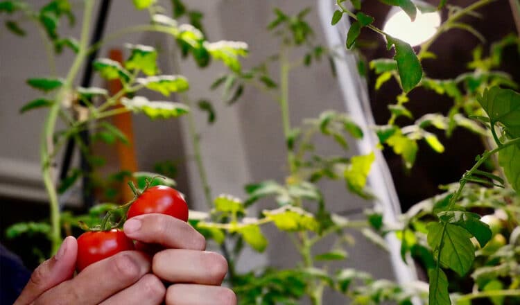 Useful Tips for How to Grow an Indoor Vegetable Garden • Lovely Greens