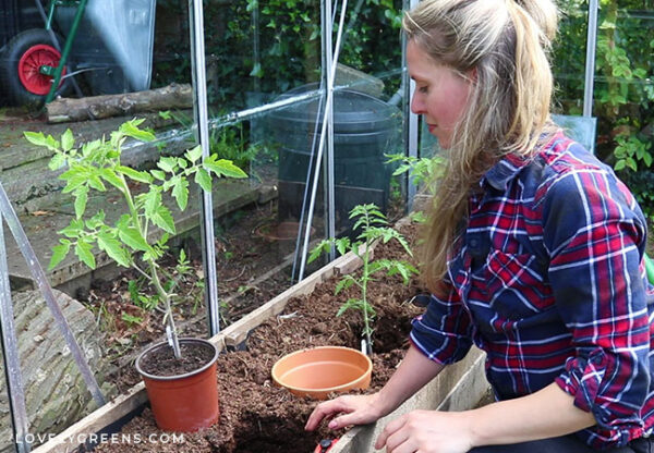 Make DIY Ollas Using Terracotta Pots