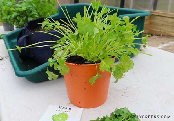 Growing Coriander from the Supermarket (Keeping it Alive!) • Lovely Greens