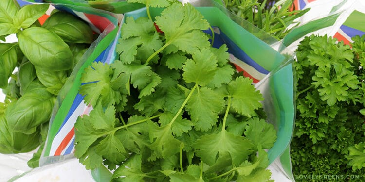 Tips for Growing Coriander from the Supermarket • Lovely Greens