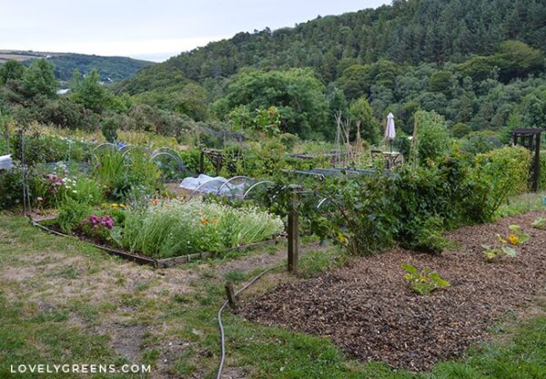 How to Grow Vegetables During a Drought