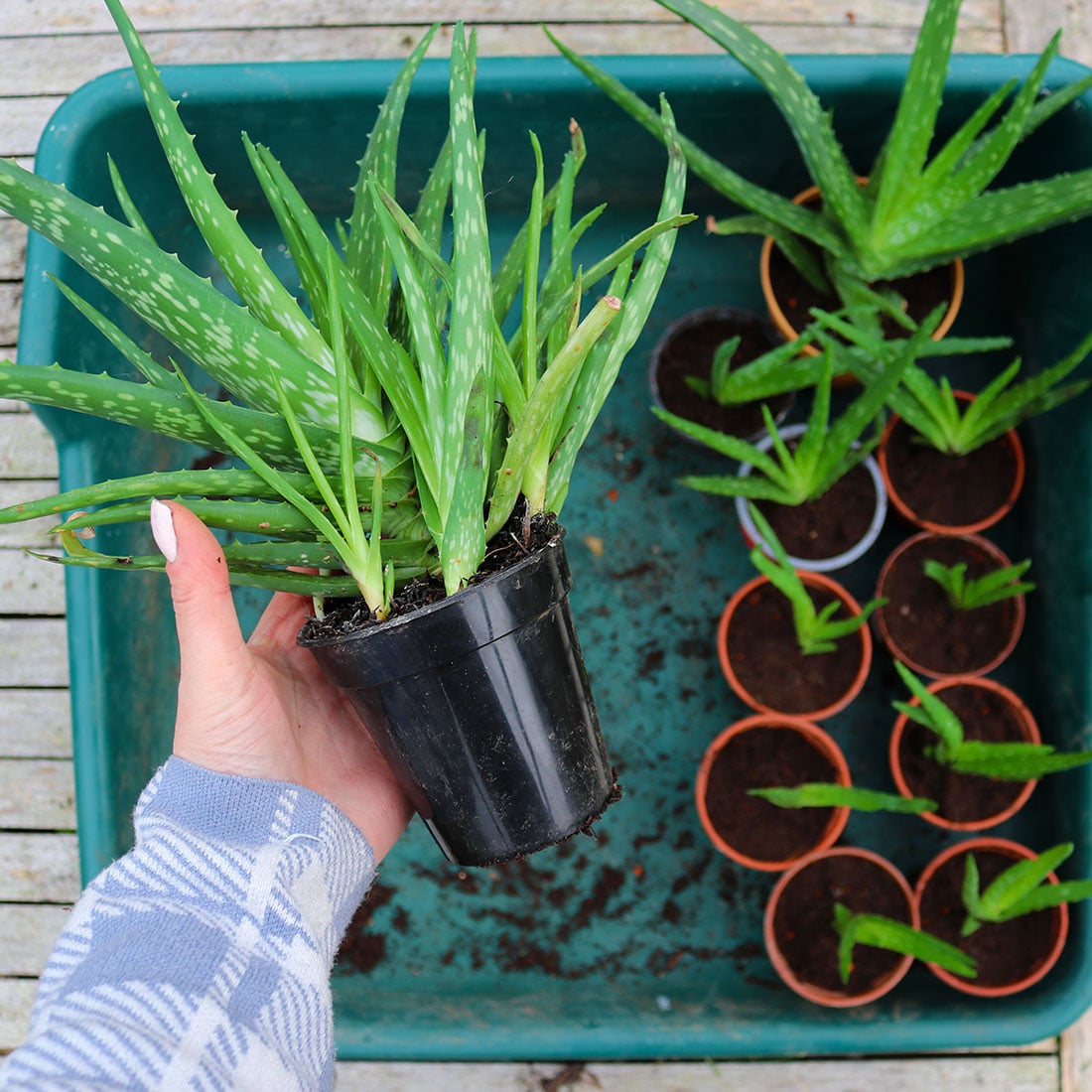How to Divide and Repot Aloe Vera Pups