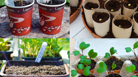 You can make free seedling containers from newspaper, plastic food packaging, toilet paper rolls, and even egg shells. Here are some ideas! #gardening #DIYgarden