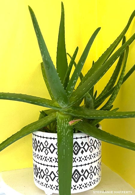 An aloe vera plant in a black and white plant pot sitting on a small corner shelf against bright yellow walls.