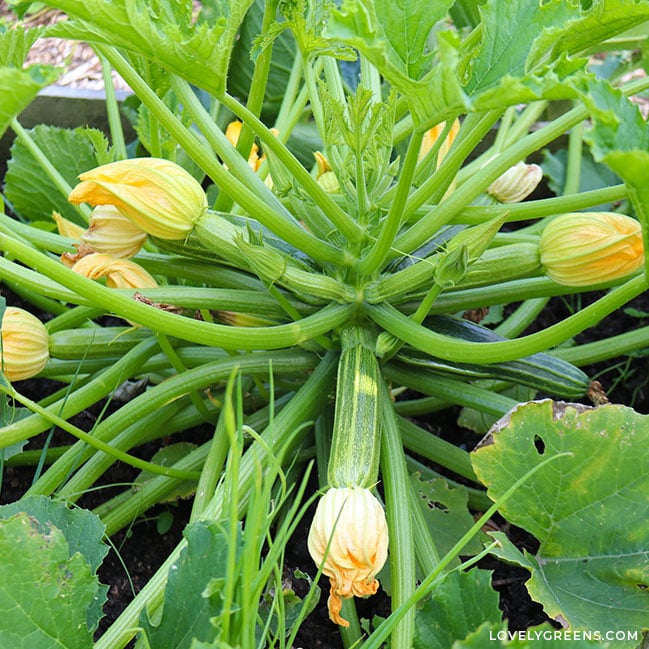 Looking into the center of a zucchini plant. There are dozens of fruit forming, each with a yellow blossom on the end.