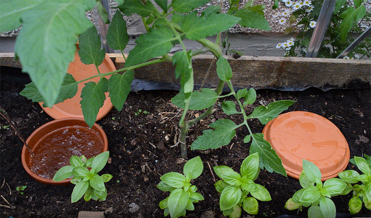 Make DIY Ollas Using Terracotta Pots