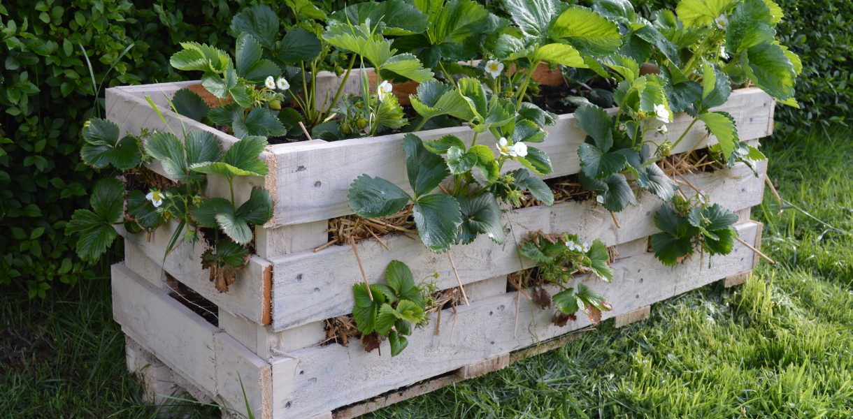 How to build a better Strawberry Pallet Planter. Grow strawberries on your deck or small garden #lovelygreens #growstrawberries #organicgarden