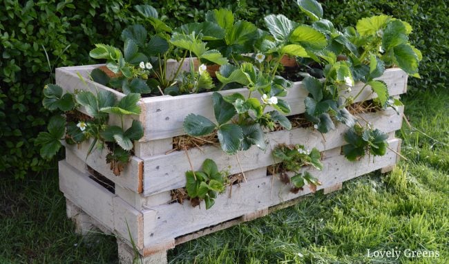 How to Build a Pallet Planter in 5 Easy Steps • Lovely Greens