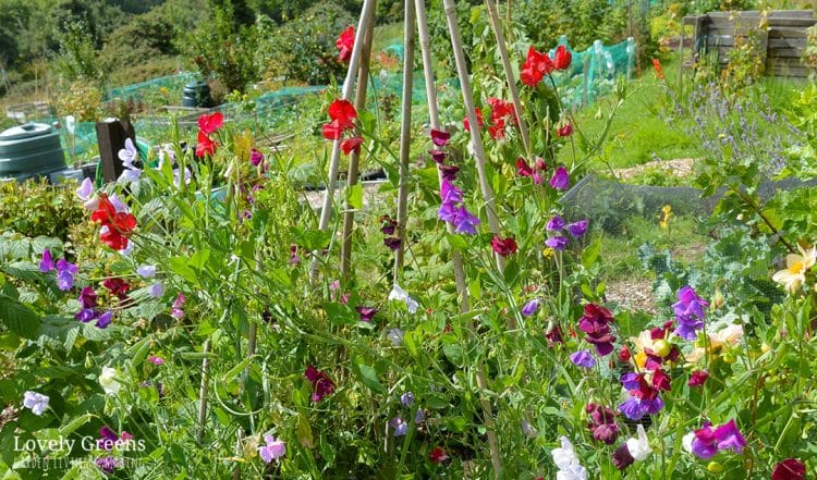 6 tips for How to grow Sweet Peas