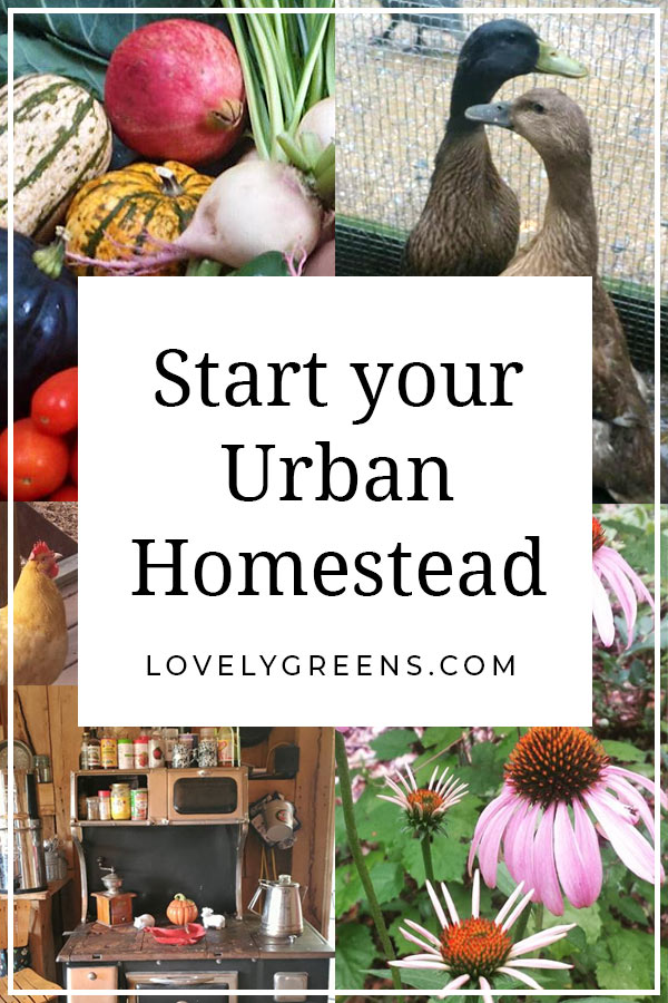 5 Tips to Start your Urban Homestead • Lovely Greens